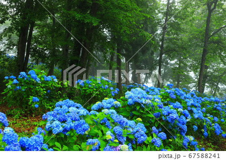 森に咲く紫陽花 67588241
