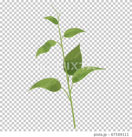 リキュウソウのベクターイラスト 67589111
