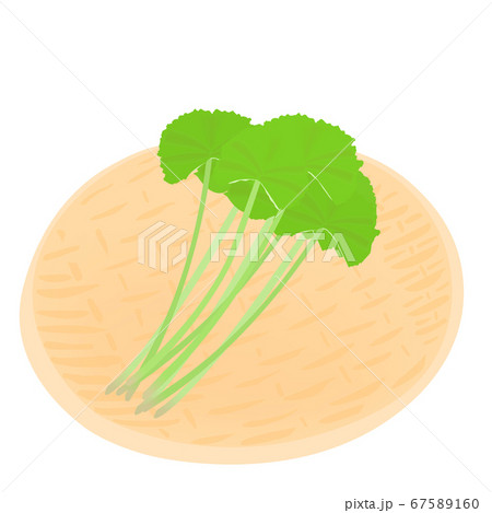 ふきの収穫 やさいのベクターイラスト のイラスト素材