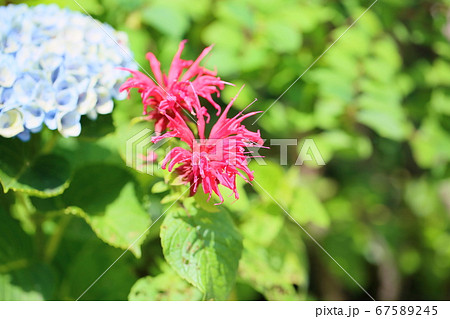 ベルガモットの花の写真素材