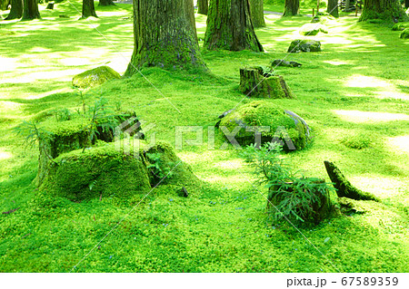 平泉寺白山神社 苔寺 境内風景 初夏 平泉寺白山神社 苔寺 境内風景 初夏 67589359
