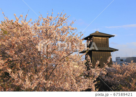 新川西水門広場 火の見櫓 新川千本桜 67589421