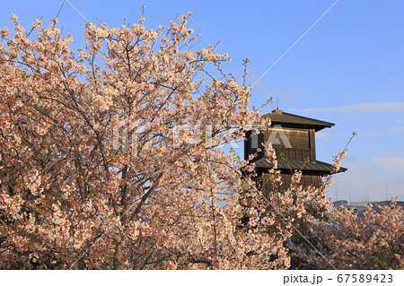 新川西水門広場 火の見櫓 桜 67589423