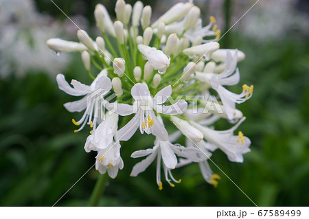 アスパンガスの花 アスパンガスの花 67589499
