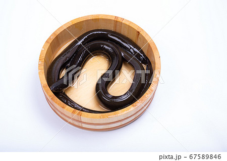 うなぎ　生 67589846