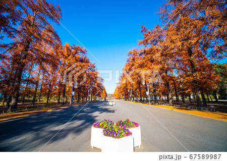 鶴見緑地メタセコイアの紅葉 鶴見緑地メタセコイアの紅葉 67589987