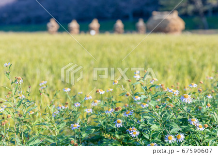 見沼田んぼの秋の風物詩藁塚「フナノ」 見沼田んぼの秋の風物詩藁塚「フナノ」 67590607