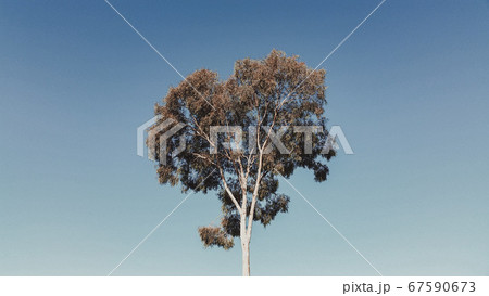 California カリフォルニア州 California カリフォルニア州 67590673