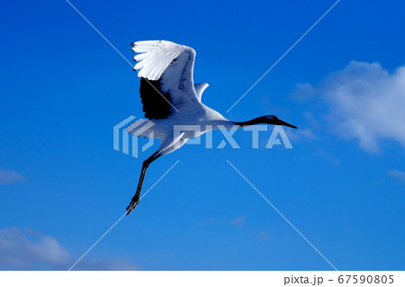 大空を舞うタンチョウヅル 大空を舞うタンチョウヅル 67590805
