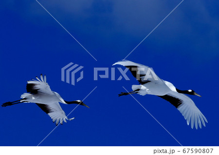 大空を舞うタンチョウヅル 67590807