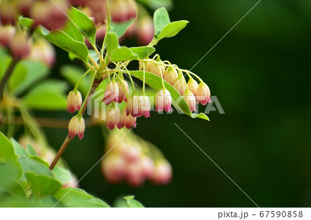 鈴のようなサラサドウダンの花の写真素材