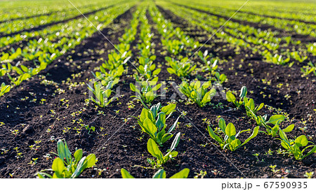 見沼田んぼの野菜畑 67590935