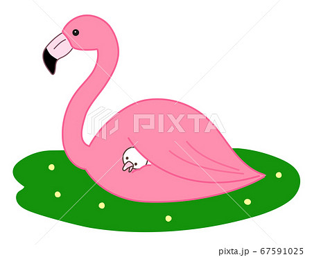 ヒナを温めるピンク色のフラミンゴ ベクターイラストのイラスト素材