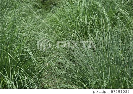 葉模様 葉模様 67591085