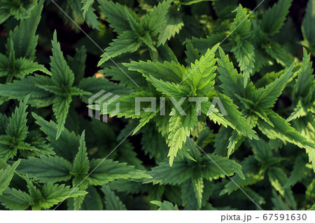 Nettle background Nettle background 67591630