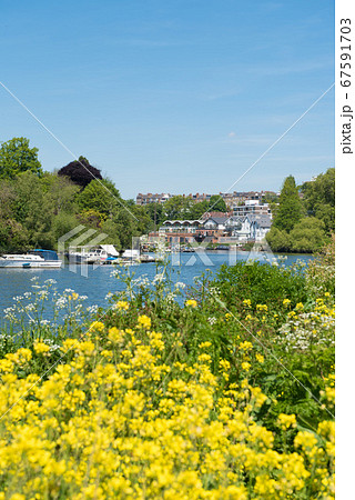 リッチモンドを流れるテムズ川と菜の花　イギリス 67591703