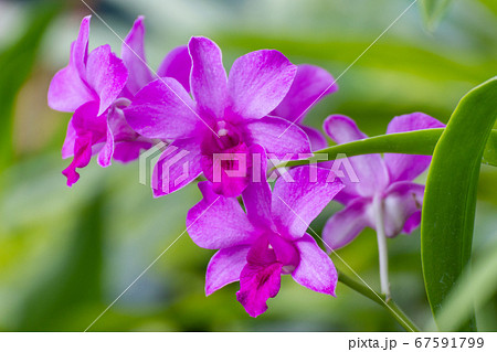 pink orchids are a symbol of wealth, love and grace 67591799