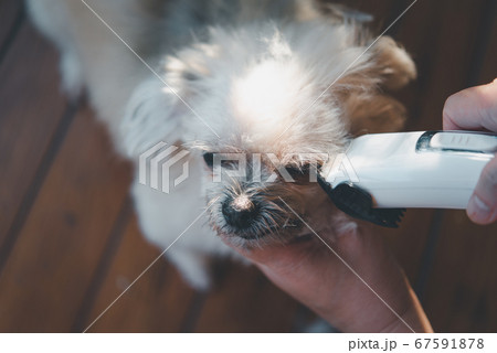 Grooming and haircut dog fur by human with clipper Grooming and haircut dog fur by human with clipper 67591878