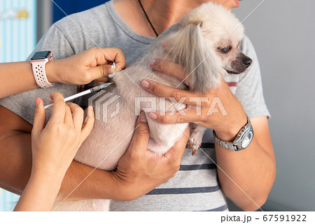 Dog get vaccinated against by veterinarian doctor 67591922
