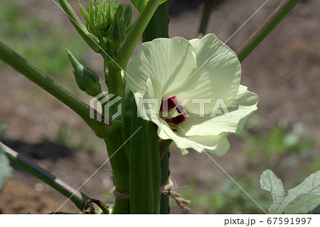 オクラの花 オクラの花 67591997