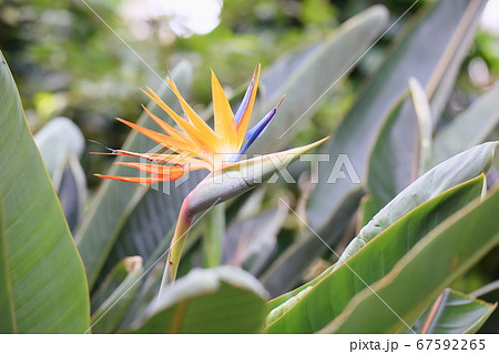 ゴクラクチョウカの花 67592265