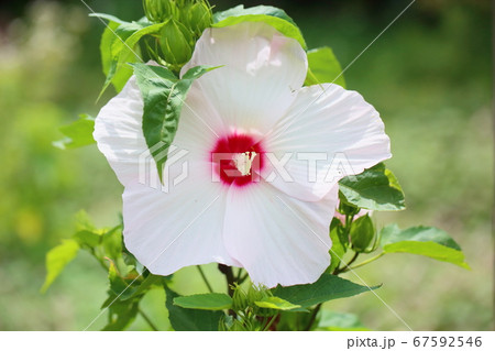 タイタンビカスの花 67592546