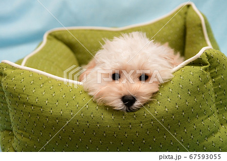 マルプー 67593055