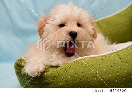 マルプー マルプー 67593064