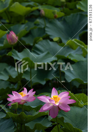 ハスの花のクローズアップ ハスの花のクローズアップ 67593136