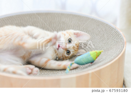 爪とぎの上でオモチャと遊ぶ茶トラの可愛い子猫 爪とぎの上でオモチャと遊ぶ茶トラの可愛い子猫 67593180