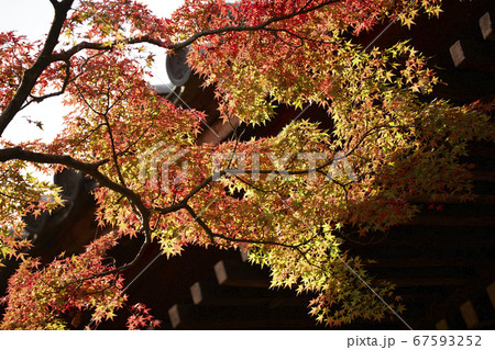 赤く紅葉した紅葉 赤く紅葉した紅葉 67593252