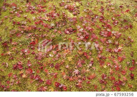 赤く紅葉した紅葉 67593256