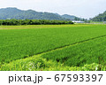 畑 稲 風景 67593397