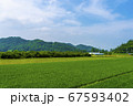 農業 夏 稲 67593402