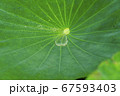 葉 蓮 葉っぱ 67593403