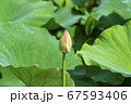 夏 蓮 植物 67593406
