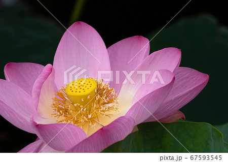 ハスの花のクローズアップ 67593545