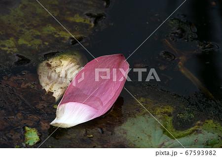 水面に落ちた蓮の花びら 67593982
