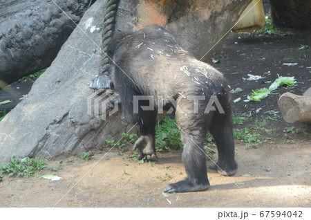 ニシゴリラ（上野動物園／東京都台東区上野公園） 67594042