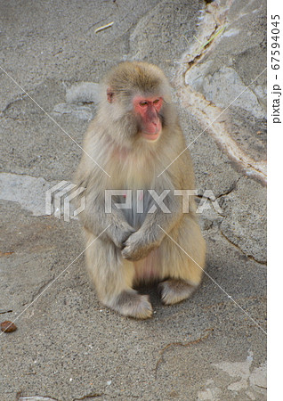 ニホンザル（上野動物園／東京都台東区上野公園） 67594045
