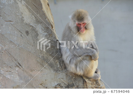 ニホンザル（上野動物園／東京都台東区上野公園） 67594046