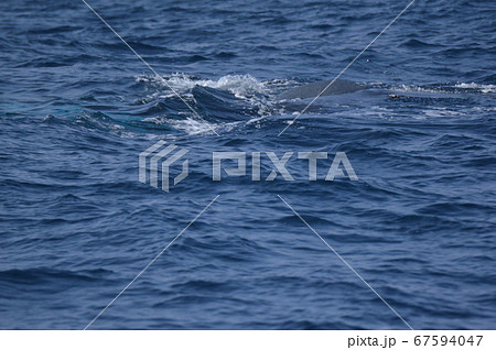 ザトウクジラの背中(慶良間諸島 近海/沖縄県) ザトウクジラの背中(慶良間諸島 近海/沖縄県) 67594047