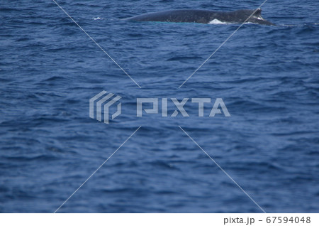 ザトウクジラの背中（慶良間諸島 近海／沖縄県） 67594048