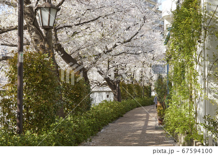 下落合　神田川沿いの桜 67594100