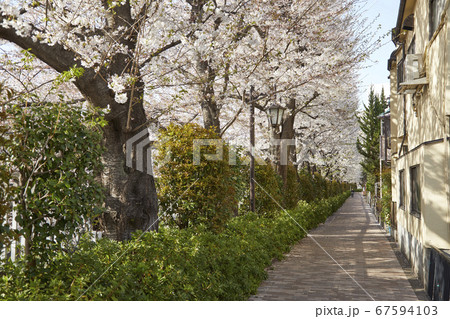下落合　神田川沿いの桜 67594103