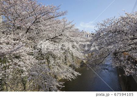 下落合　神田川沿いの桜 67594105