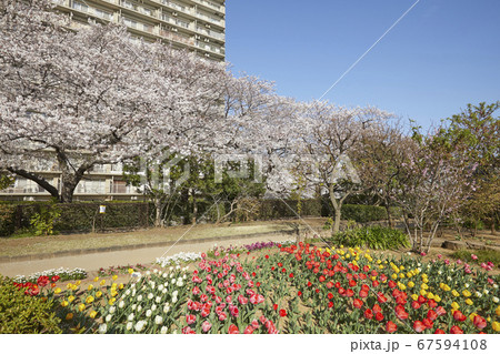 下落合　神田川沿いの桜 67594108