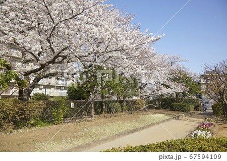 下落合　神田川沿いの桜 67594109