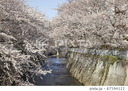 下落合　神田川沿いの桜 67594122