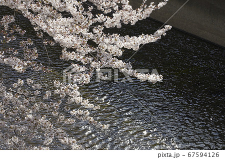 下落合　神田川沿いの桜 67594126